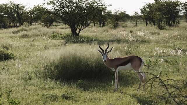 A single springbok walking gracefully across the dry Namibian savanna, African antelope moving through open plains under warm sunlight, showcasing elegant wildlife in its natural habitat and serene