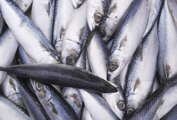 Obraz premium Many raw mackerel fishes close up 
