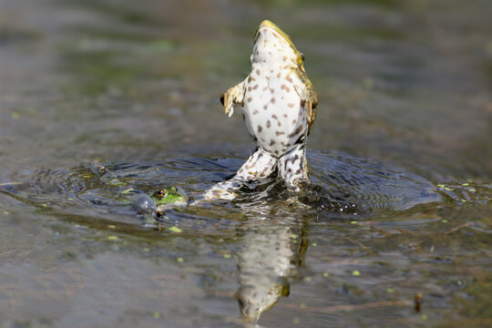 A pair of Marsh Frogs (Pelophylax ridibundus) in amplexus during their mating ritual in a sunny pond.