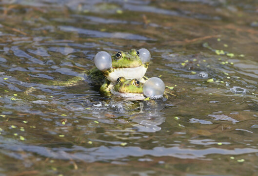 A pair of Marsh Frogs (Pelophylax ridibundus) in amplexus during their mating ritual in a sunny pond.