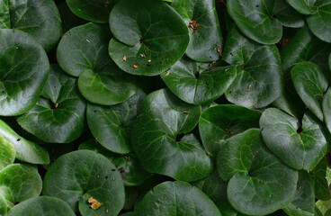 Fototapeta premium Lush Green Wild Ginger Leaves Ground Cover