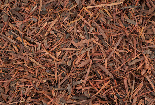 Lapacho herbal tea as background, top view. Natural Taheebo dry tea. Tabebuia heptaphylla.