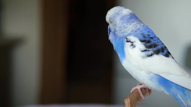 Blue white budgie perched on armrest, quiet indoor portrait of tame parakeet showcasing speckled plumage and delicate beak, soft neutral background, closeup resting pose conveying companion bird vibe