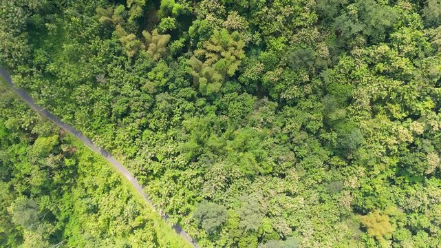 Smooth aerial nadir tracking shot over a winding asphalt road through dense green teak forest on Lawu slopes.