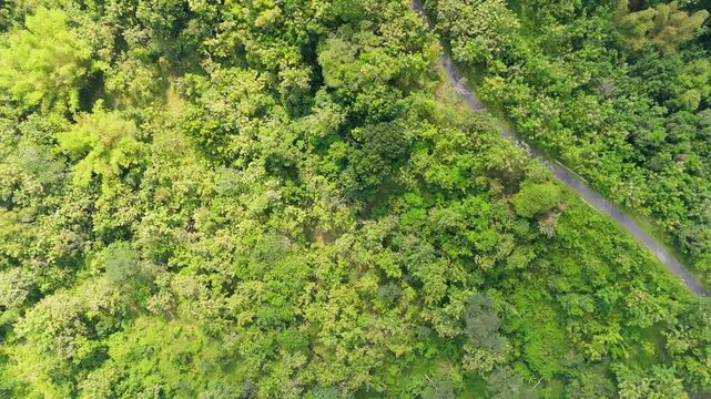 Smooth aerial nadir tracking shot over a winding asphalt road through dense green teak forest on Lawu slopes.
