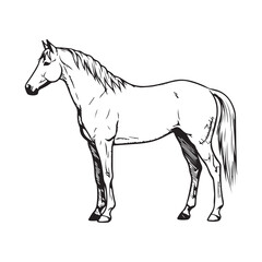 Obraz premium A black and white drawing of a horse's head