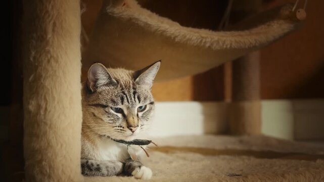 Cat shelter, home for pets, Adoption center, rescue for the animals, woman is distributing food to a group of cats in a shelter