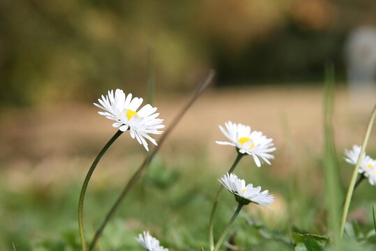 G&auml;nseblumen auf einer Wiese aus der N&auml;he