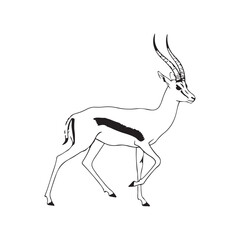 A drawing of an antelope with long horns © SI