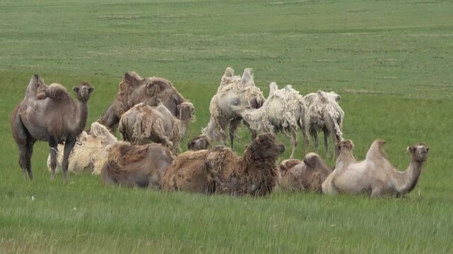 A herd of camels resting in the steppe