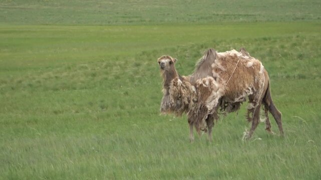 A herd of camels resting in the steppe