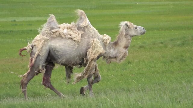 A herd of camels resting in the steppe