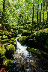 Obraz premium Gertelbach Waterfall with moos and green forest nationalpark Blackforest schwarzwald