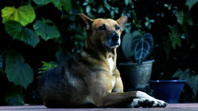 Brown mixed breed dog lying down in a dark garden at night, alert pet portrait cinematic