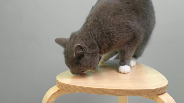 Cat on Gray Background. Gray White Feline Against Neutral Grey Plain Backdrop. Real Shot Cat Isolated is Sitting, Looking Up, Playing. Kitty Cat licks its muzzle. Kitten video. Goods for pets 4K