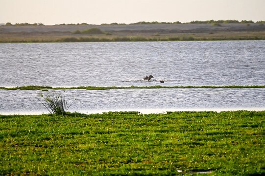 majestic jump of hippos in the river africa amboseli natural park kenya