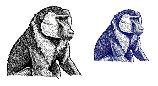 Detailed illustration of a baboon in black and white and blue ink sketch style