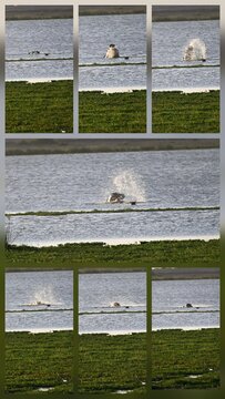 majestic jump of hippos in the river africa amboseli natural park kenya