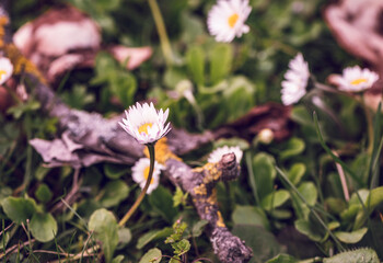 Primo piano di delicate margherite e ramoscello caduto in un prato di erba verde in primavera 