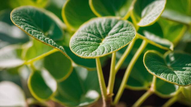 Close-Up of Fresh Green Round Leaves with Natural Texture