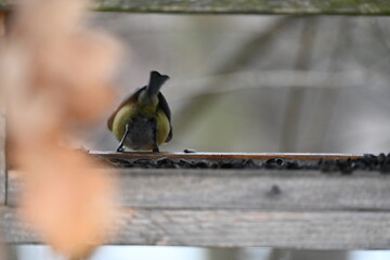 great tit (Parus major) is a common and widespread passerine bird found across Europe and parts of Asia. It is larger than other tits and easily recognized by its black head, white cheeks, yellow bell © Michaela Holubová