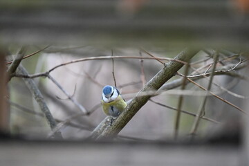 blue tit (Cyanistes caeruleus) is a small, brightly colored passerine bird common across Europe. It is easily recognized by its blue crown, yellow underside, and white face with a dark eye stripe. The © Michaela Holubová