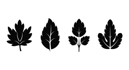 A striking black and white illustration showcases four distinct leaf silhouettes each with unique venation and form high quality professional detailed © Asikder02