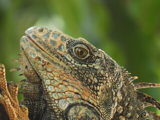 Fototapeta premium lizard on a tree