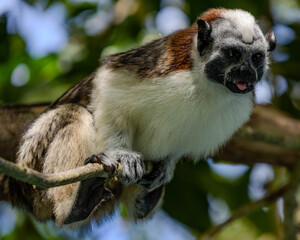 Wild monkey in the jungle.