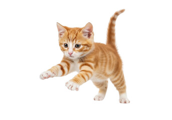 Fototapeta premium Adorable kitten walking with a tail up, cute and playful, isolated on transparent background