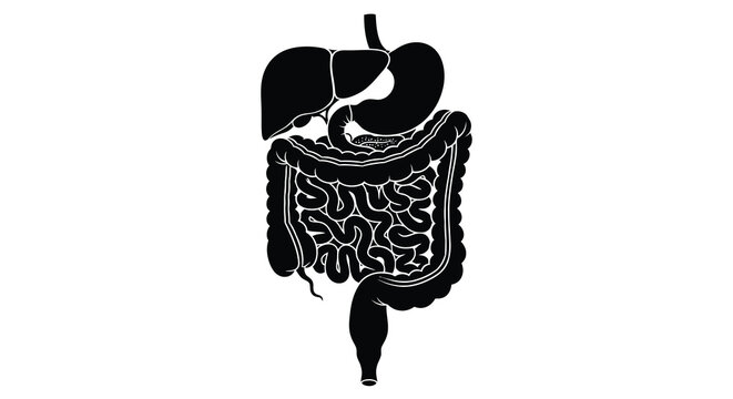 A detailed anatomical illustration depicts the human digestive system including the liver stomach intestines and rectum high quality professional