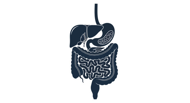 A detailed monochrome illustration depicts the human digestive system showcasing the stomach intestines liver and pancreas high quality professional