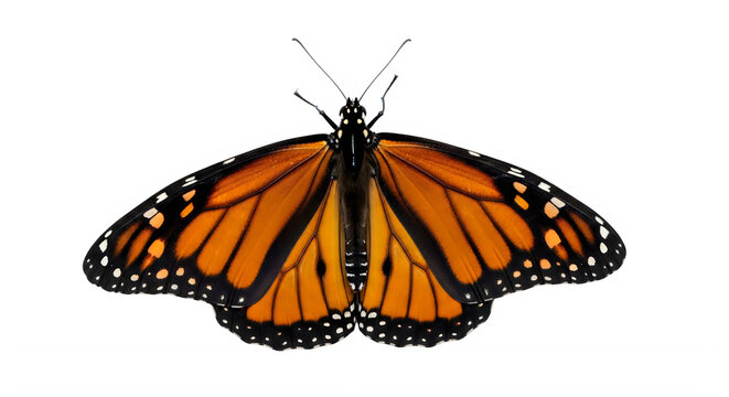 Vibrant orange and black monarch butterfly in mid-flight pose isolated on transparent background
