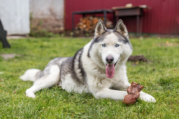 Siberian husky dog resting on grass. Pet care © Olha Tsiplyar