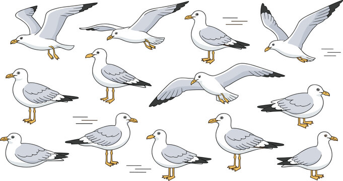 Seagull bird vector character sheet collection featuring various flying and standing poses isolated on white background for beach coastal ocean and nautical themed graphic design projects.