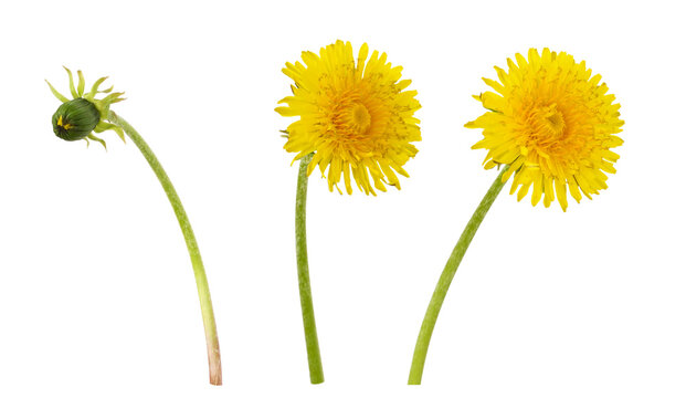 Set of yellow dandelion flowers and bud isolated on white or transparent background