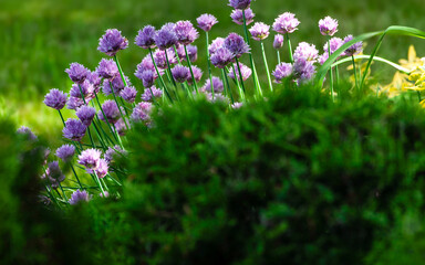 Obraz premium Soft focus view of purple chive flowers blooming behind a green hedge in a vibrant spring garden.