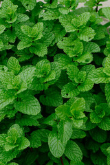 Fresh green mint leaves closeup view. © Wahyu