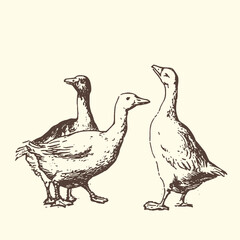 Fototapeta premium A charming vintage vector illustration depicts three domestic geese standing together in a simple, elegant hand-drawn farm animal graphic design.