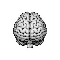 Fototapeta premium Detailed illustration of a human brain in side view cross-section