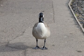 Fototapeta premium Canada goose holding a feather
