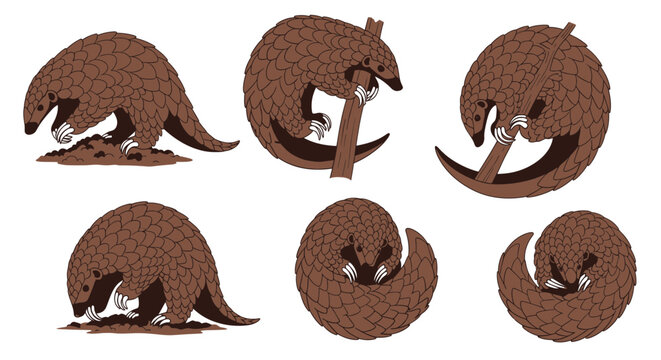 Cute Pangolin Collection: Digging, Climbing, Rolling, Curled Up