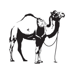 A cat sitting on a table with a white background © SI