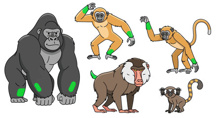 Diverse Primate Collection: Gorilla, Gibbon, Baboon, Monkey, Lemur - Cartoon Style © zui