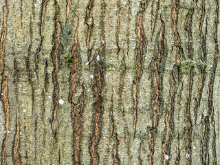 Fototapeta premium Tree bark showing moss, lichen, and natural rough wood texture