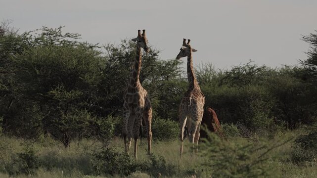 A group of giraffes grazing peacefully in the Namibian savanna, tall African mammals feeding on acacia trees. Serene wildlife scene showing natural behavior, long necks, and the majestic presence of