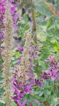 Lythrum.  Flowers purple-leaved willow herb. An elongated wildflower that blooms in summer. Slow motion.