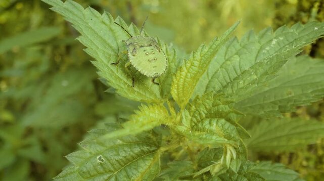 Common green shield bug (Palomena prasina) nymph on nettle leaf in natural environment macro video