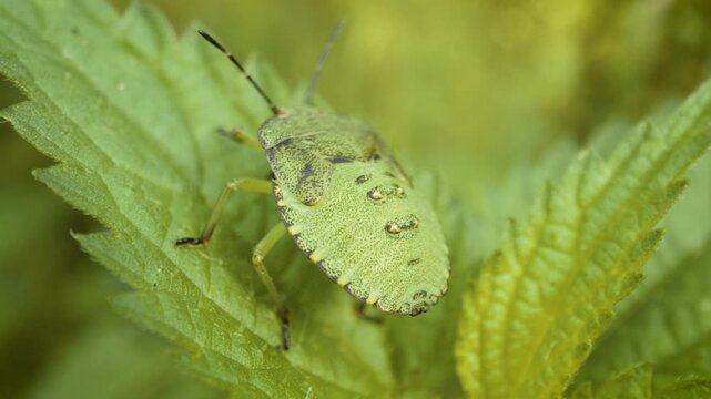 Common green shield bug (Palomena prasina) nymph on a leaf in natural environment macro video