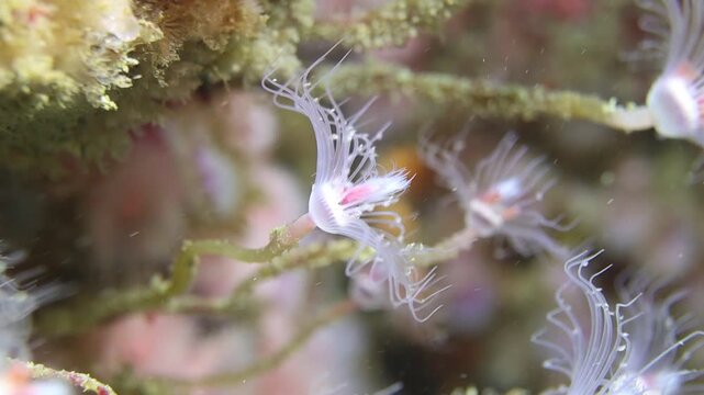 Tubular Hydroids Gently Moving with the swell while filter feeding at Taputeranga (Island Bay) Marine Reserve, Wellington, New Zealand